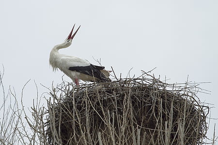 white bird on top of gray nest thumbnail