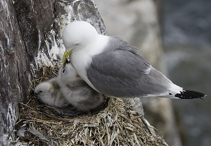 white and gray bird thumbnail