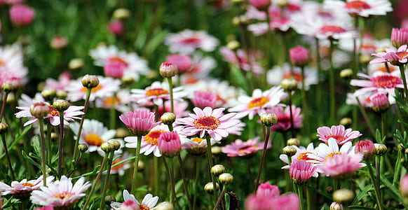 selective focus photography of pink daisy flowers thumbnail