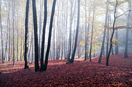 light, nature, forest, trees thumbnail