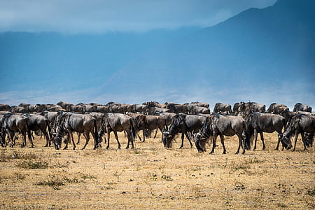 herd of wildebeest thumbnail