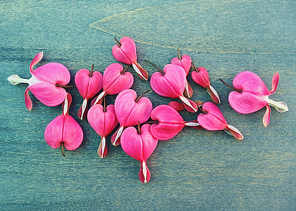 bleeding heart flowers on teal surface thumbnail