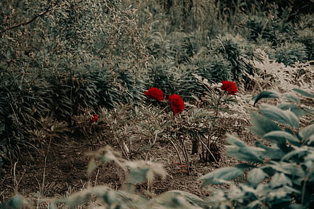 Red Petaled Flowers thumbnail