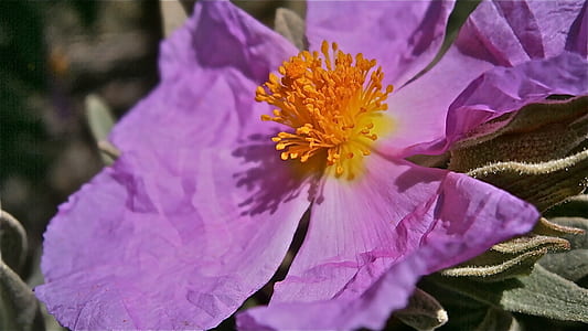 shallow focus photography of purple petaled flower thumbnail