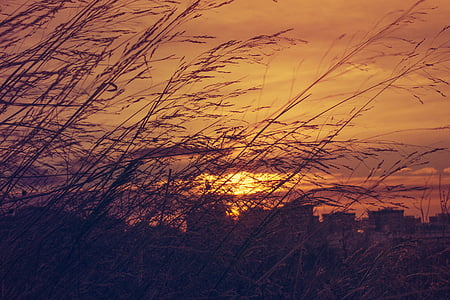 silhouette of grass thumbnail