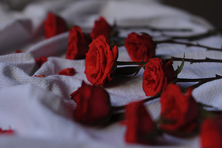 Closeup shot of red roses thumbnail