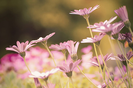selective focus photography of purple daisy thumbnail