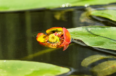orange Indian mallows flower on water thumbnail