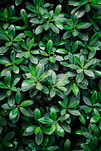 photography of green leafed plant thumbnail