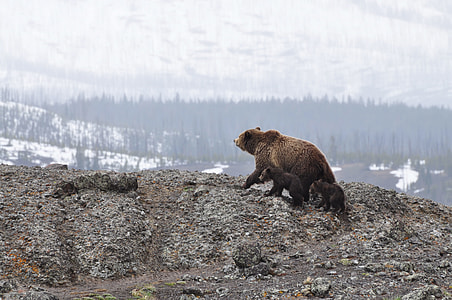 brown bear near cliff during daytime thumbnail