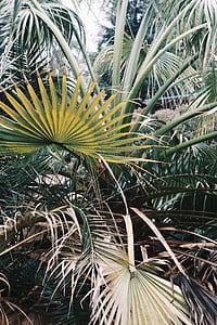green palm tree thumbnail
