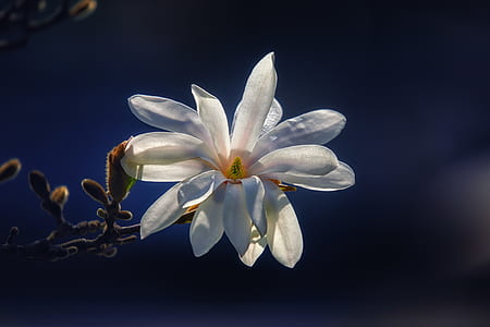 close up photography of white magnolia in bloom thumbnail