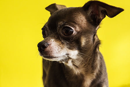 closeup photography of black chihuahua thumbnail