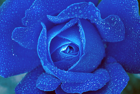 macro photography of blue rose flower with water dew thumbnail