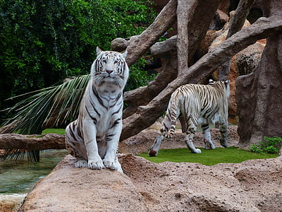 white tiger sitting on brown rock thumbnail