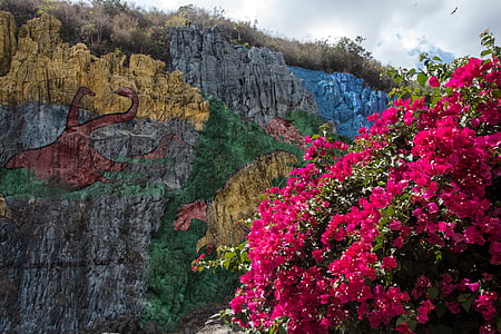 red bougainvilleas in bloom near mountain thumbnail