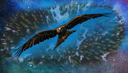 brown eagle digital wallpaper thumbnail