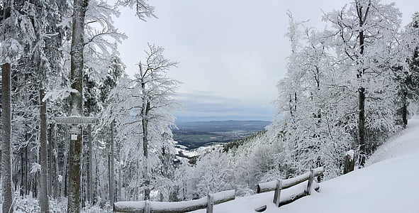 snow covered trees under blue sky thumbnail