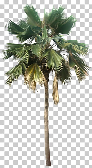 Washingtonia robusta Washingtonia filifera Pritchardia pacifica Arecaceae, Transparent Palm Tree Great Looking Desert Plants , palm tree PNG clipart