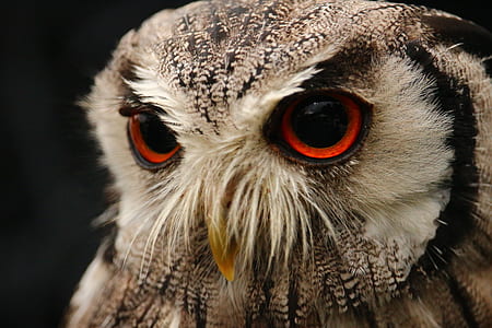 closeup photo of brown and white owl thumbnail