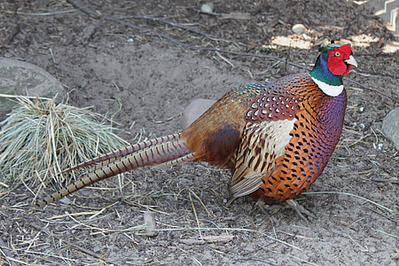 multicolored bird thumbnail