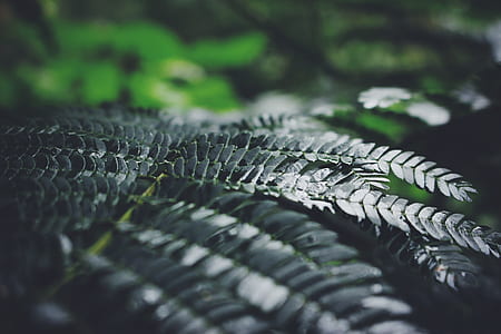 green leafed plant thumbnail