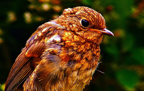 close-up photography of brown bird thumbnail