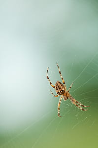 Brown and Black Spider thumbnail