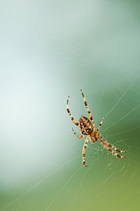 brown barn spider on spiderweb during daytime thumbnail