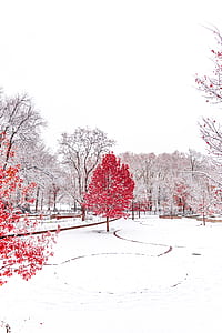 red petaled flowering tree in the middle of park under white skies thumbnail