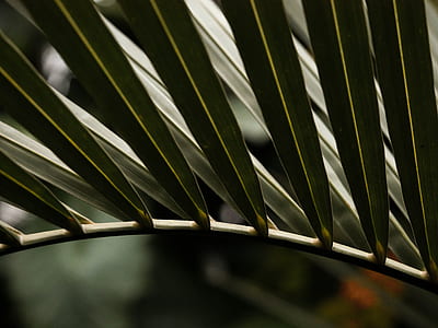 selective focus photography of palm tree leaf thumbnail