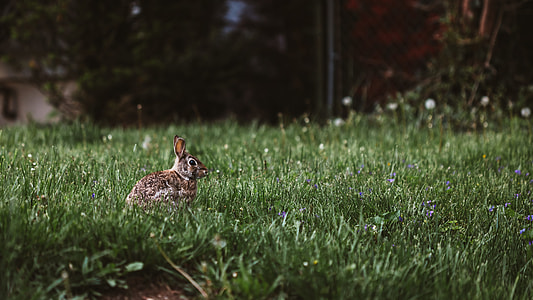 rabbit surrounded by green grass thumbnail