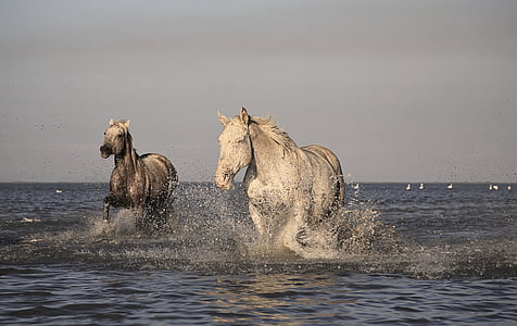 two white horse on body of water thumbnail