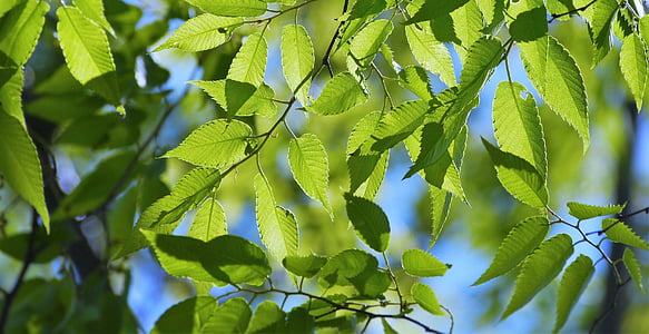 green ovate leaves thumbnail