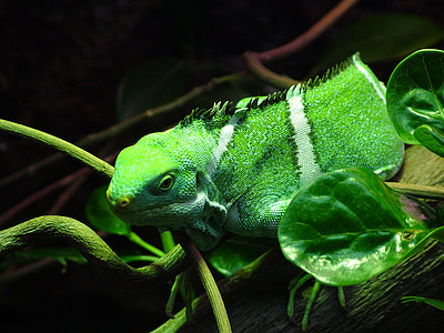 green bearded dragon thumbnail