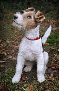 selective focus photography of sitting adult white and tan Parson Russell terrier sits on ground during daytime thumbnail