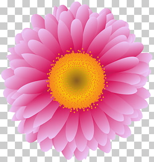 Transvaal daisy Stock photography graphics Flower, pink binoculars, pink flower PNG clipart