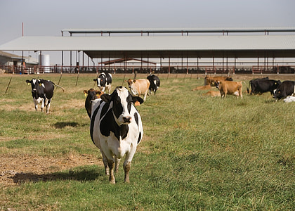 herd of cows thumbnail
