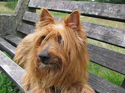 adult tan Australian terrier thumbnail