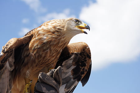 bald eagle taken under white clouds and blue sky during daytime thumbnail