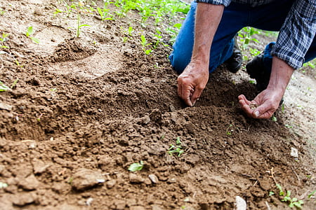 Man Planting Plant thumbnail