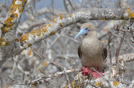 selective focus photography of brown and blue bird perching on tree thumbnail