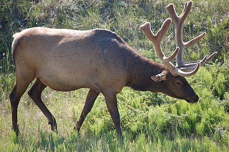 brown deer near green grass during daytime thumbnail