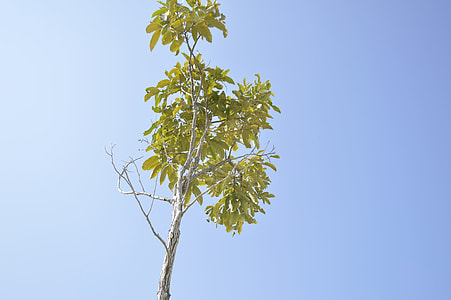 Tree, Sky thumbnail