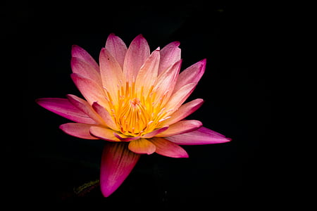 pink and orange waterlily flower macro photography thumbnail