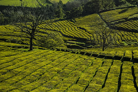 landscape photography of green field thumbnail
