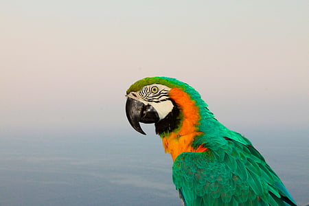 green macaw bird on focus photography thumbnail