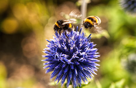 flight, nature, animal, petals thumbnail