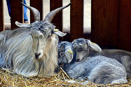 Tajik Wool Goat, Goat With Young thumbnail