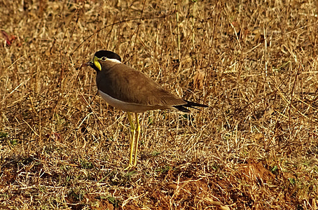 Bird, Yellow-Wattled Lapwing thumbnail